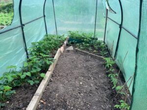 polytunnel on allotment